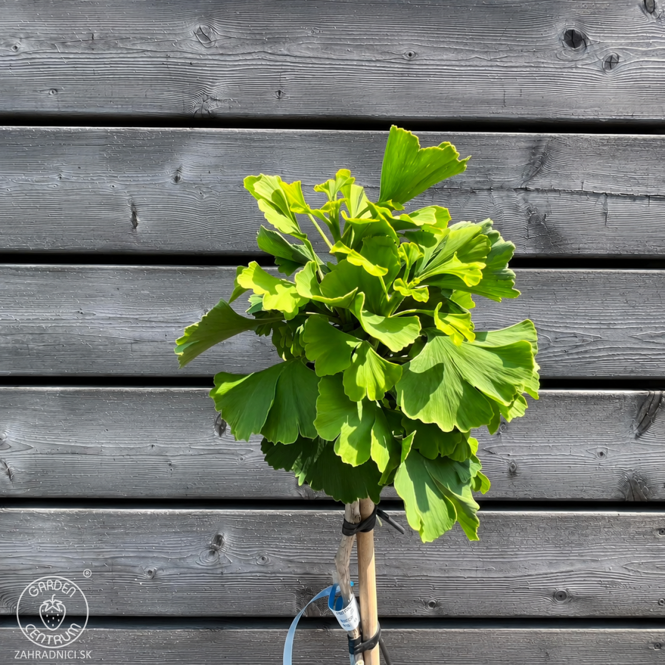 Obrázok Ginko dvojlaločné (Ginkgo biloba) ´MARIKEN´ – výška 60-70 cm, kont. C9L - NA KMIENKU